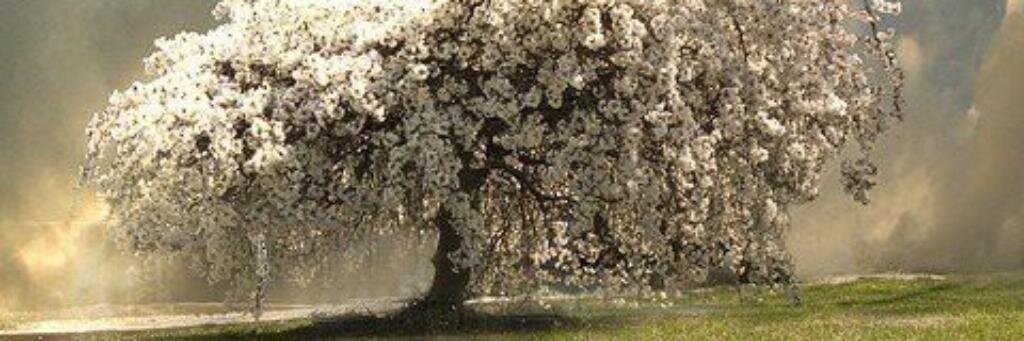 jilldee36's profile banner image