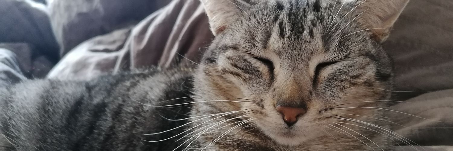 loufocaz's profile banner image