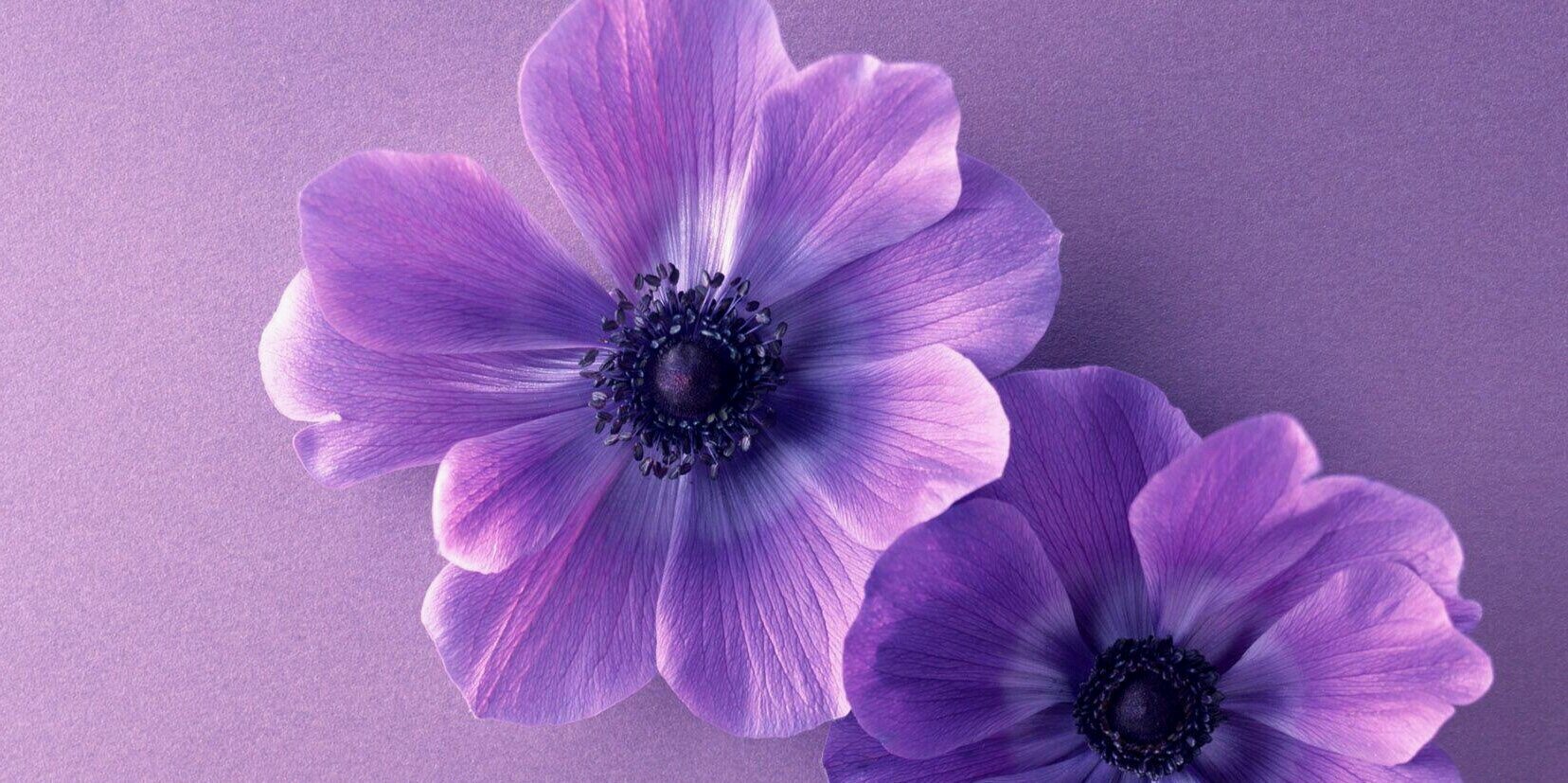 🎉🌟Beth DiMauro🌟🎉 banner