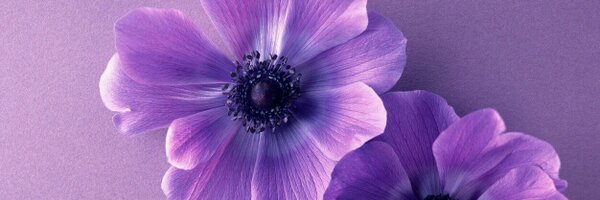 BethDimauro Profile Banner