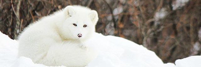 Adlfox's profile banner image