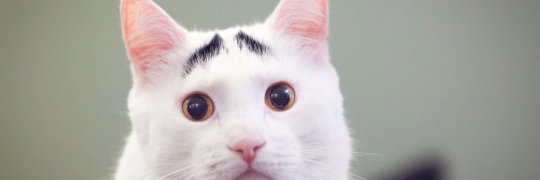 Volutpat's profile banner image