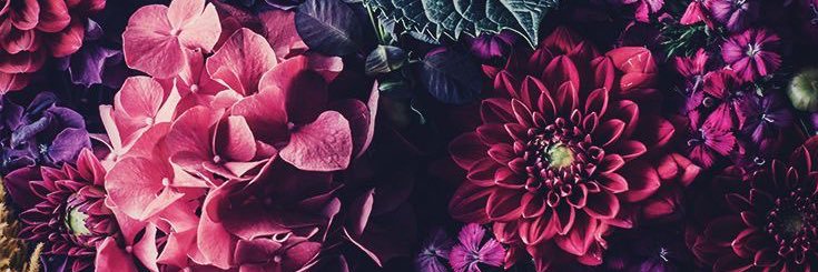 ohhikiki's profile banner image