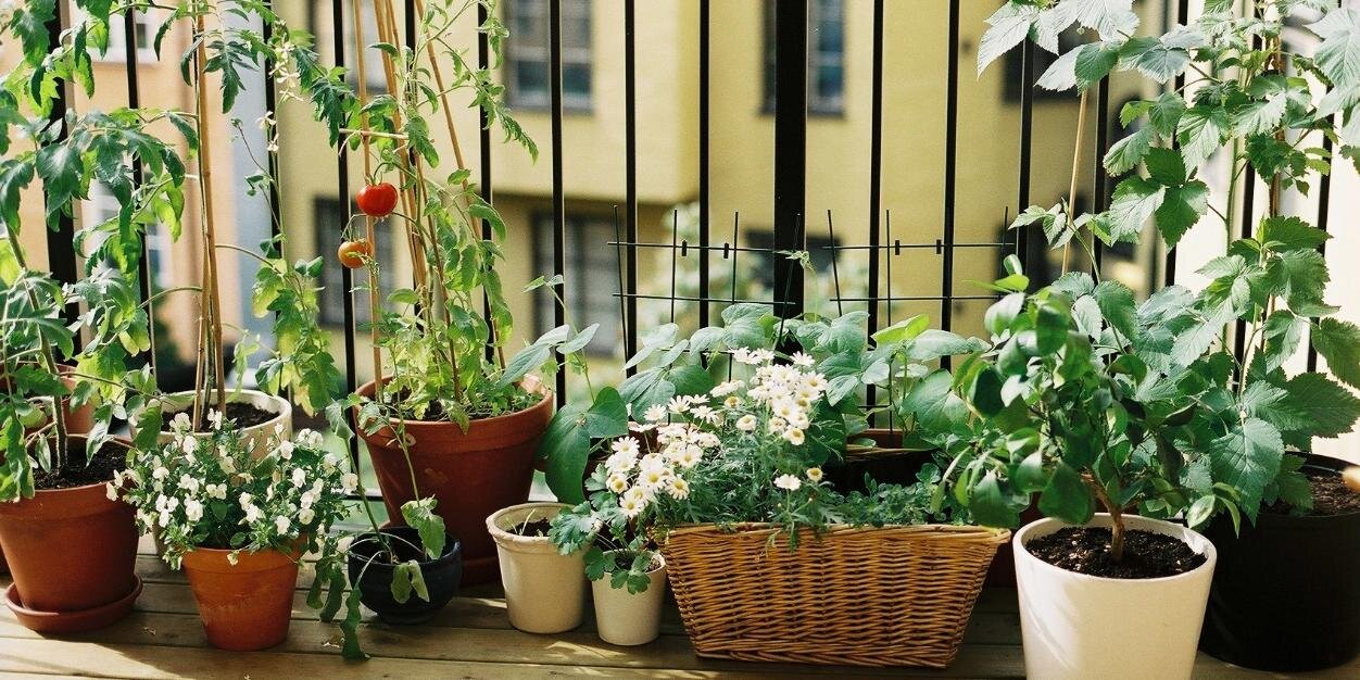 HuertoCasa's profile banner image