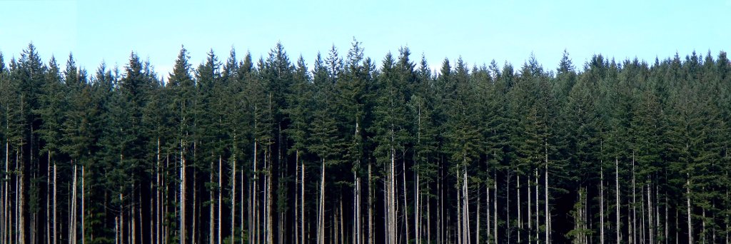 bellotroll's profile banner image