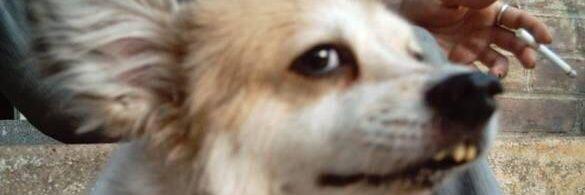 doutora alice mattar banner