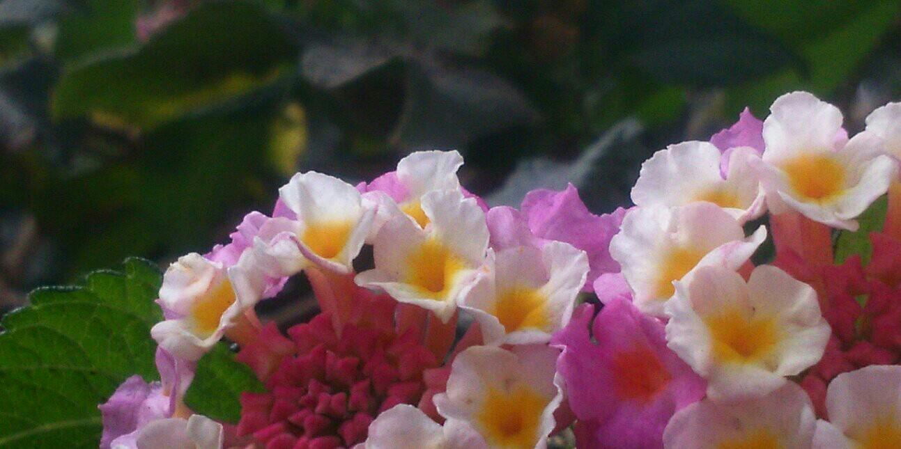 FlorSerrano1's profile banner image