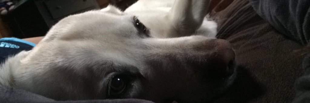 taylorrhaas's profile banner image