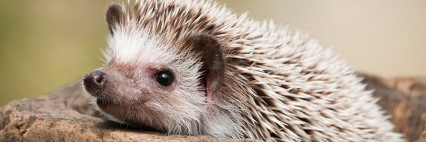 HerissonOff Profile Banner