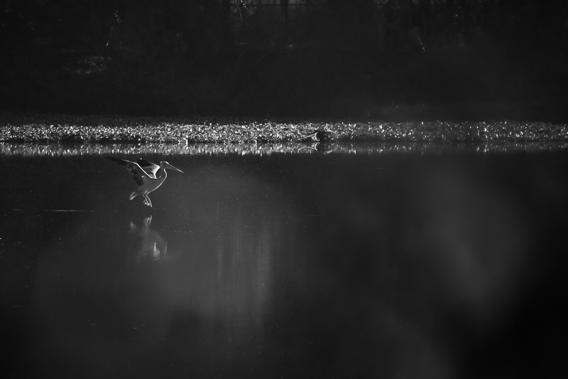 suchiswriting's profile banner image