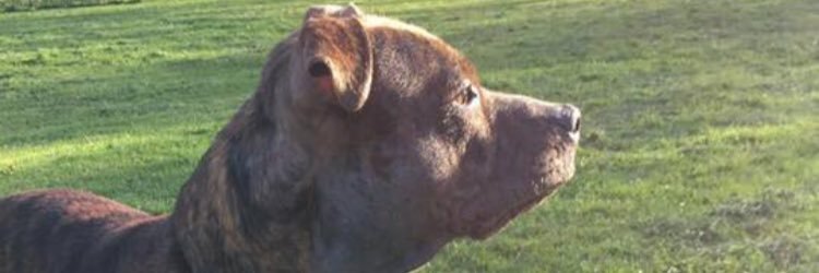 CjmorriCraig's profile banner image