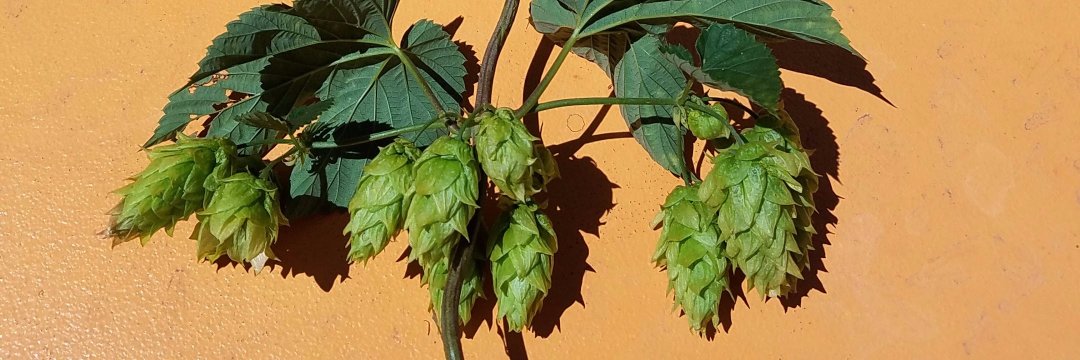 BrewBeerBetter's profile banner image
