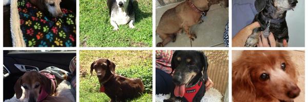 GetalongDRescue Profile Banner