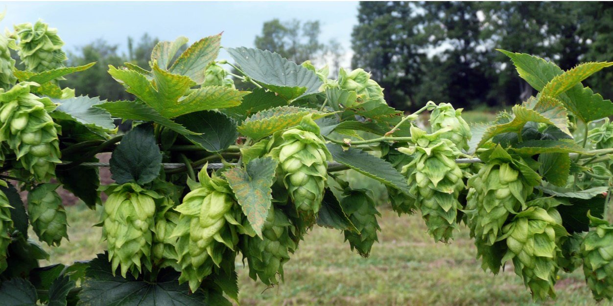 TastyBeerdsBrew's profile banner image