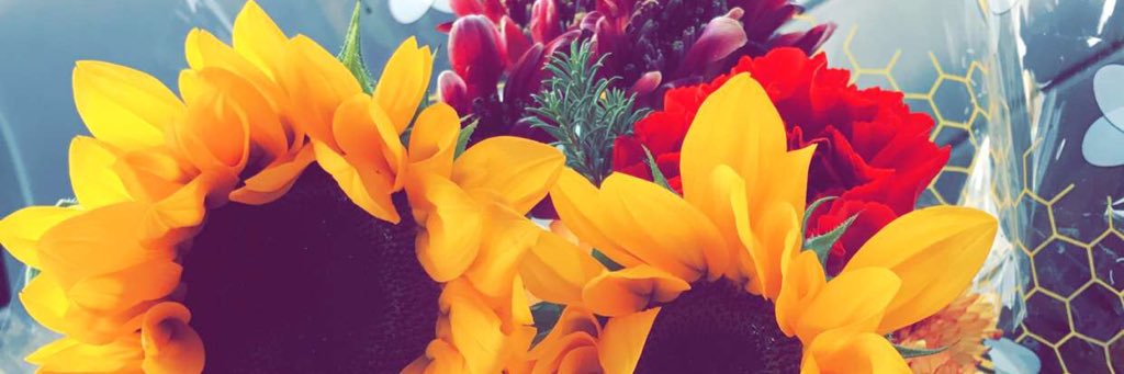 caileyscott's profile banner image