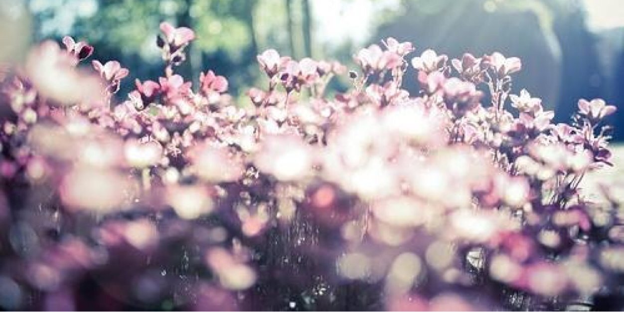 LaAle81's profile banner image