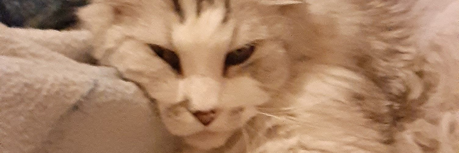 Melissa McMartin banner