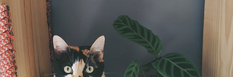 KBonjardim's profile banner image
