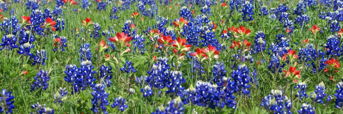 Melinda Brown banner