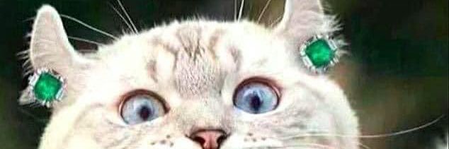 Debs 🌴🌺 banner