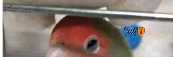 chomboveneco's profile banner image