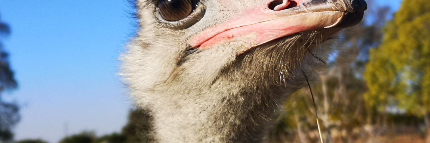 robinsonakl's profile banner image