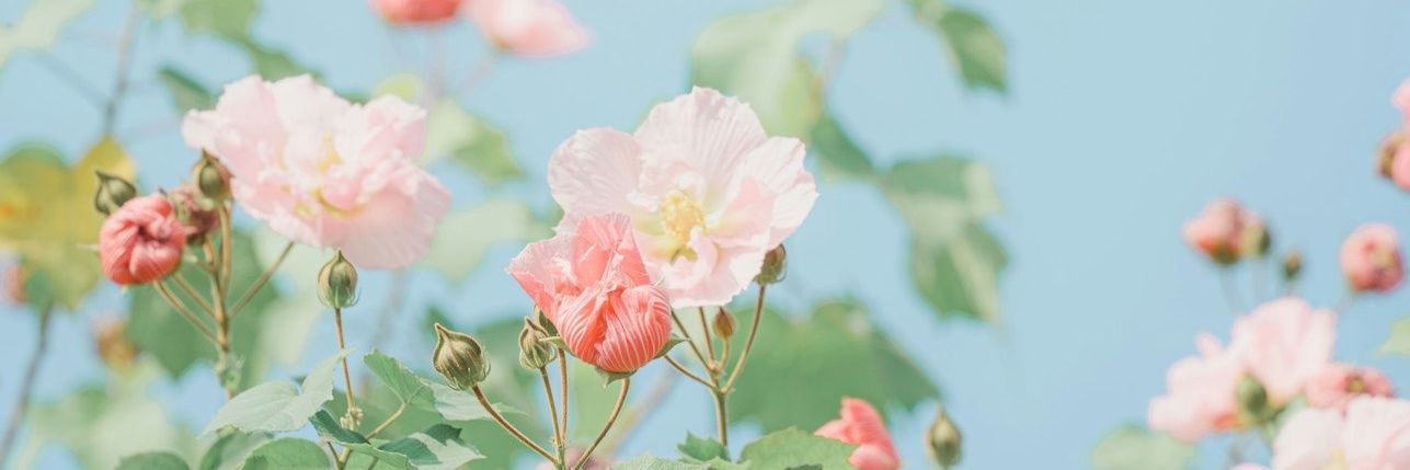 Antara2501's profile banner image