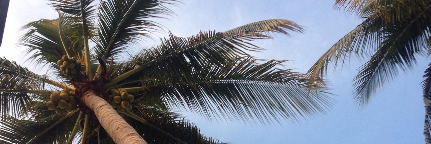 tanilurt's profile banner image