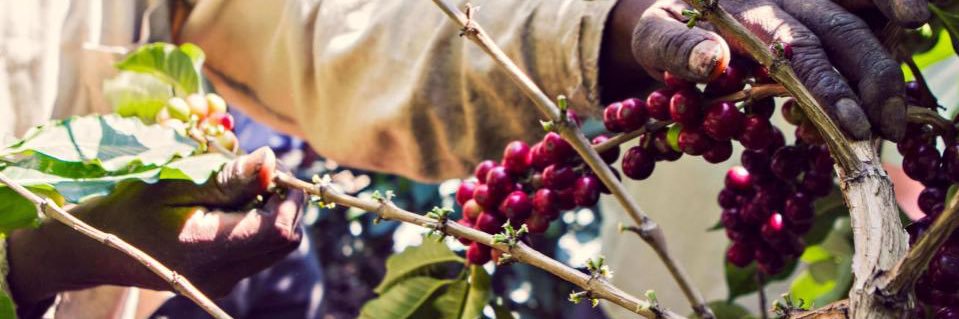 cupofexcellence's profile banner image