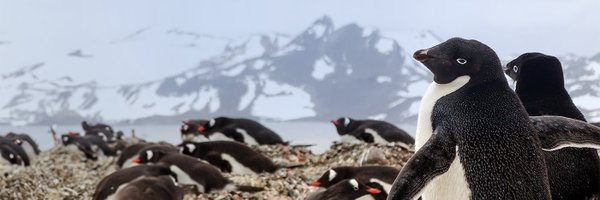 Morris_Animal Profile Banner