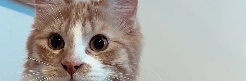 OhrWzz's profile banner image