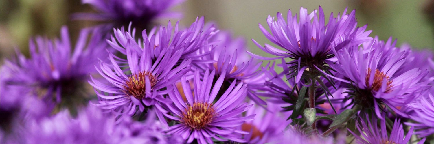 Lisa Nature Photo banner