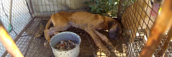 shishnfips Profile Banner