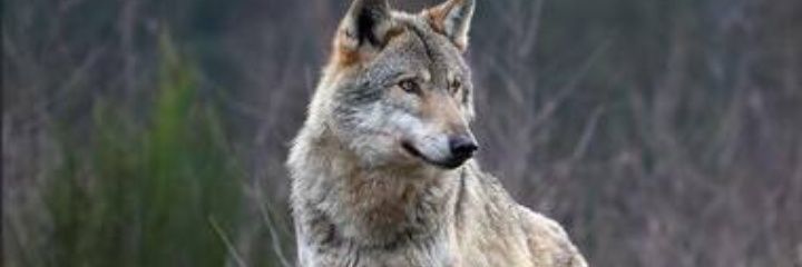 mivan64's profile banner image
