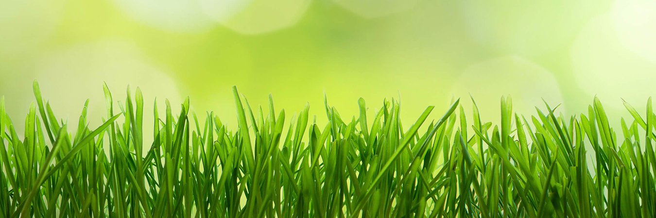 faineormon's profile banner image