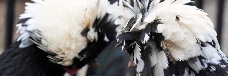 lisagephardt's profile banner image