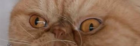 manponpon's profile banner image