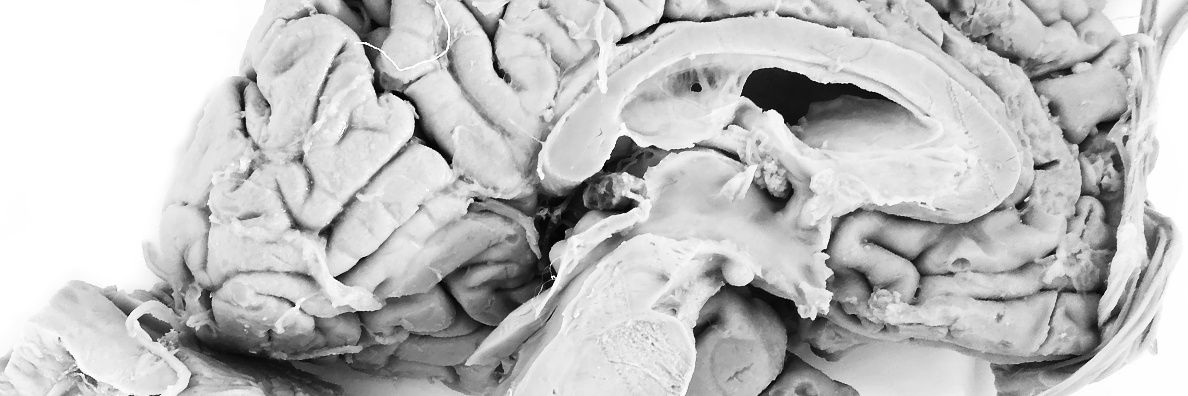 Paweł Pierzchlewicz banner