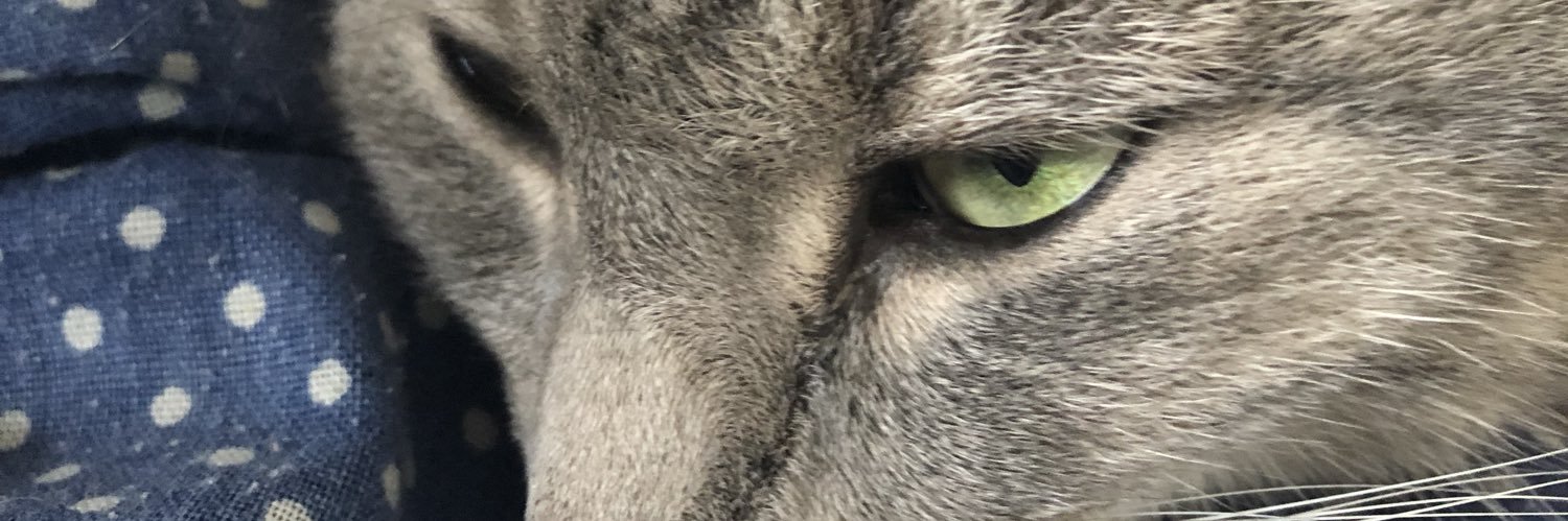 lisagallo2004's profile banner image