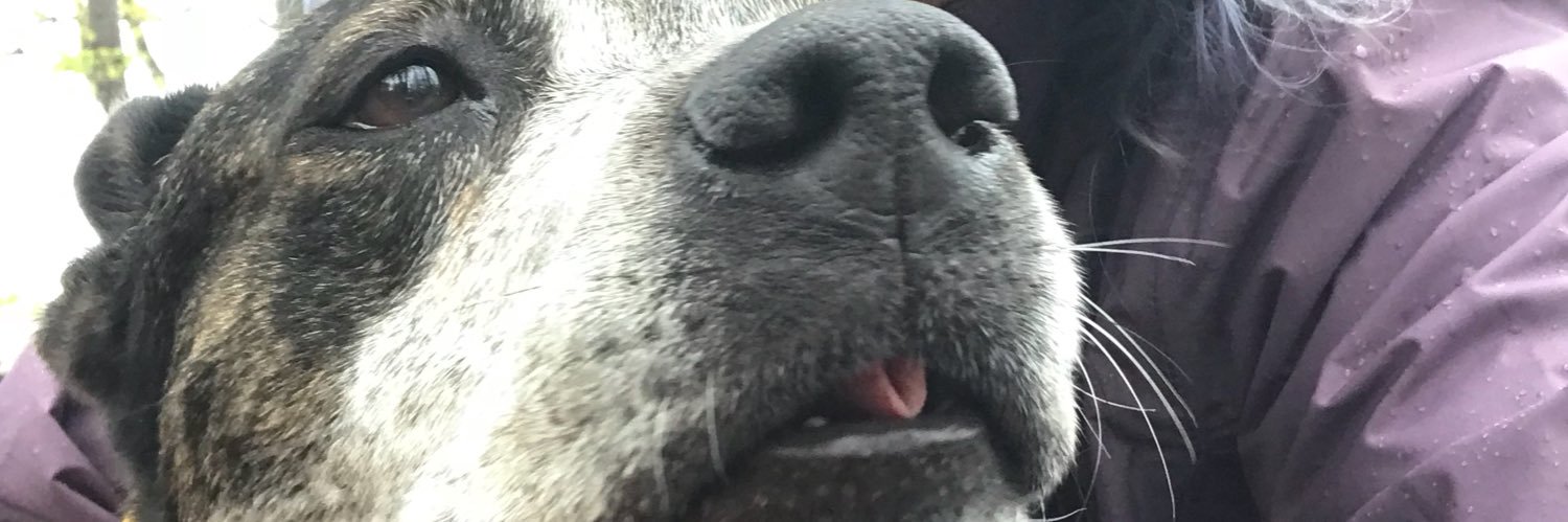 kittyiswitty's profile banner image