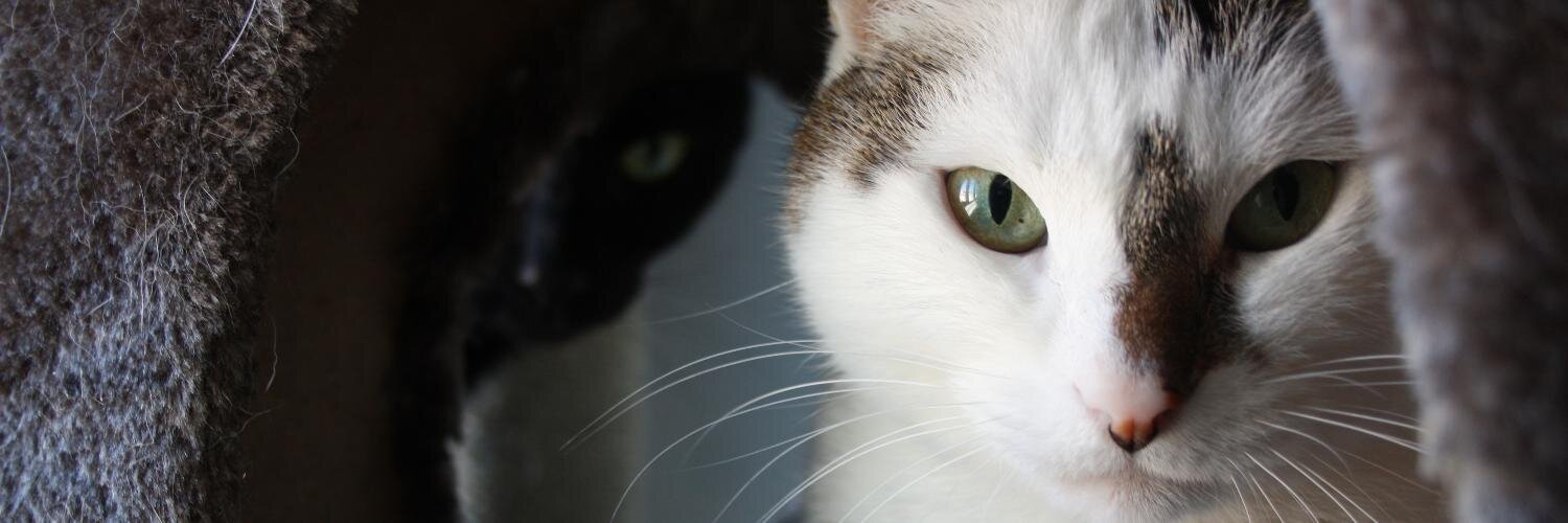 mussmackmel's profile banner image
