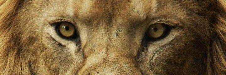 iam_cheemah's profile banner image