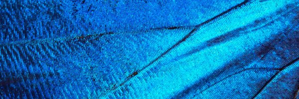 McConnell Profile Banner