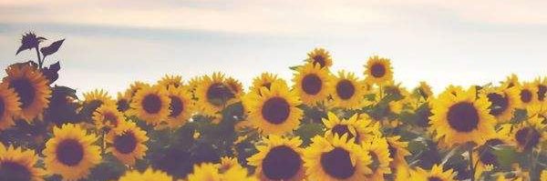 tayremi12's profile banner image