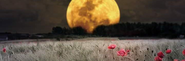 LedKha869's profile banner image