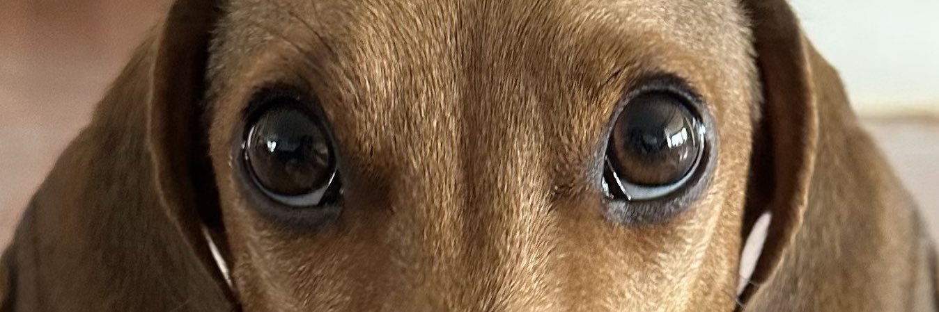 meelmieri's profile banner image