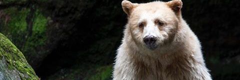 Bocah_phobia's profile banner image