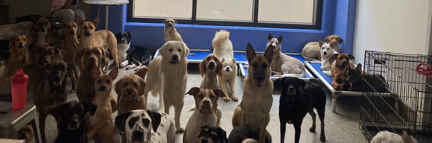 City Dogs banner