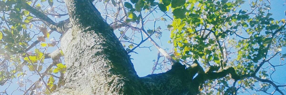 AnaKAngst's profile banner image