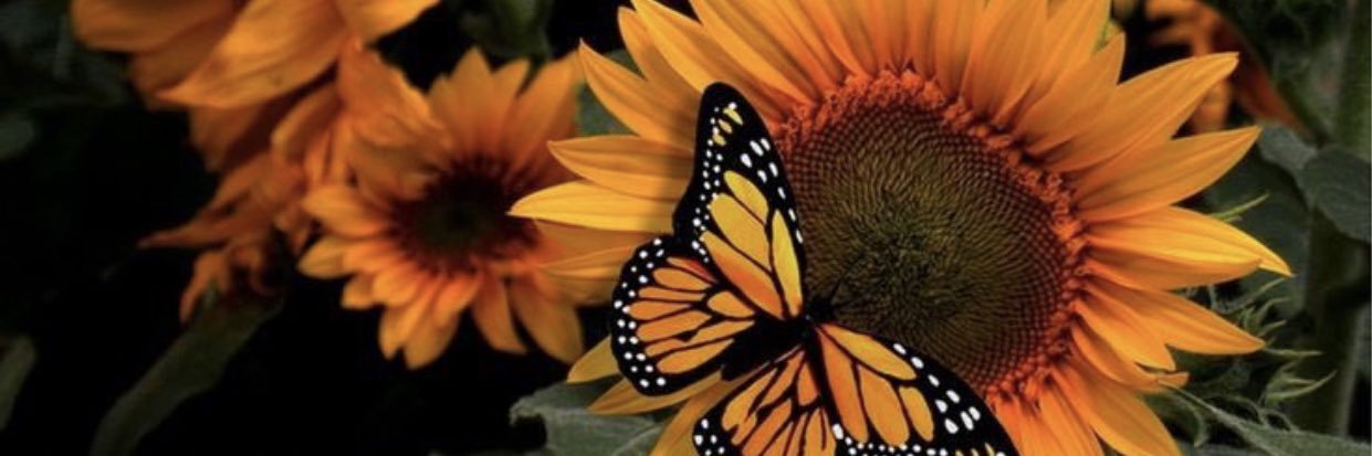 _Moonlitbliss's profile banner image